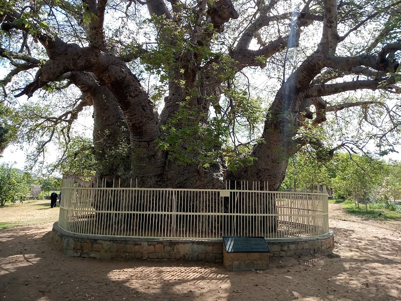 Hatiyan Jhad Baobab Tree