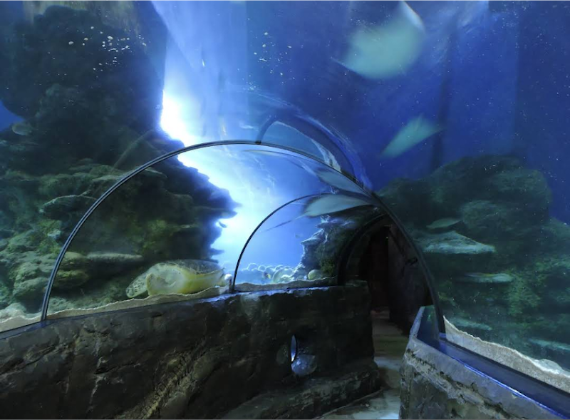 SEA LIFE London Aquarium