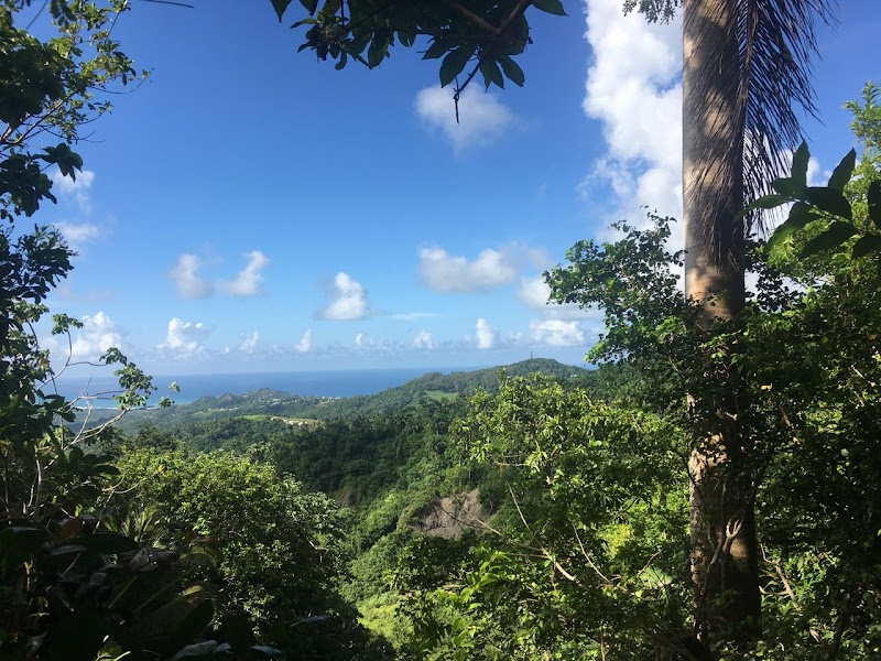 Coco Hill Forest